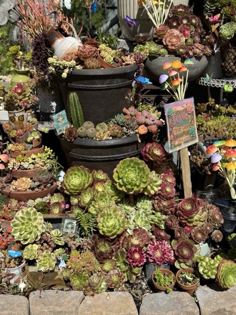 Tiered planters filled with rare succulents for architectural elegance