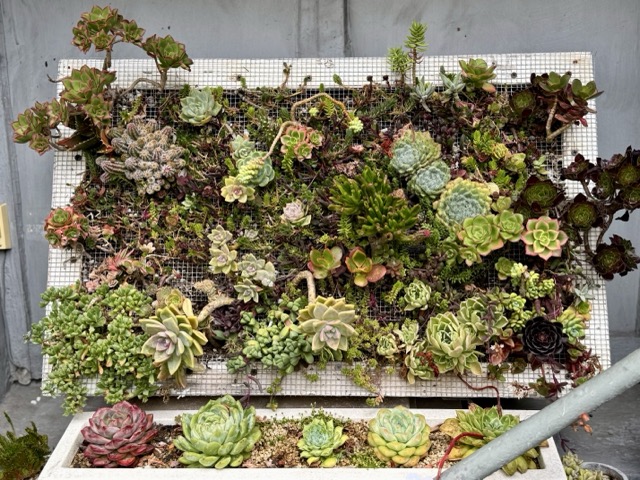 Succulent wall arrangement—one of the first pieces