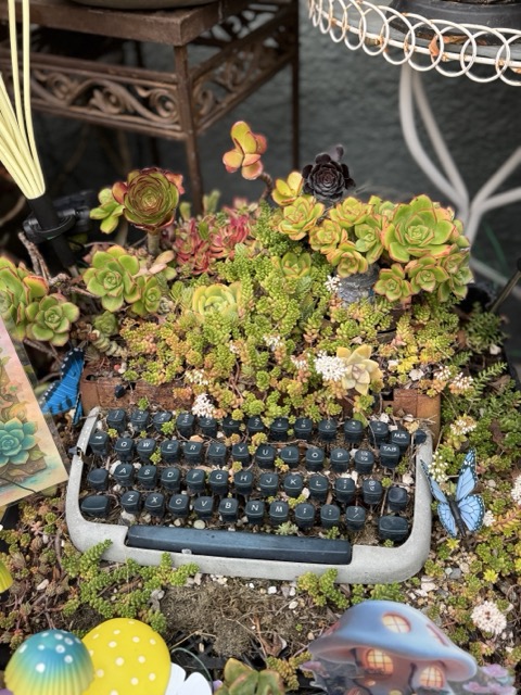 Vintage typewriter planter after three years of its second life with succulents